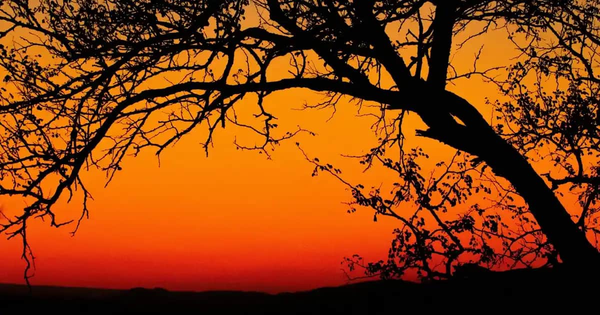 İntim Deodorantlar: Günlük Hijyen ve Konfor İçin Güvenilir Çözümler