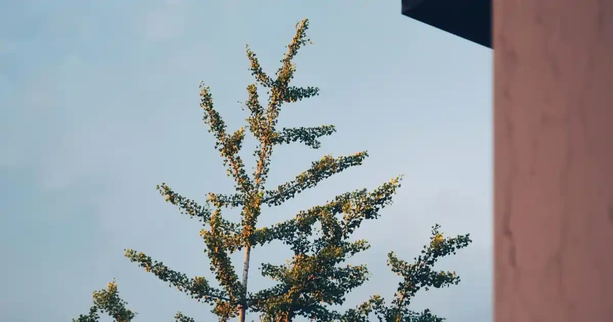 Kara Mürver Şurubu ile Doğal Güzellik ve Cilt Sağlığı için Etkili Kullanım Rehberi