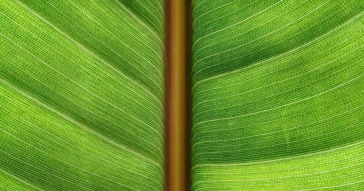 Kartix Glucosamine Complex 90 Kapsül ile Eklem Sağlığını Güçlendiren Doğal Destek