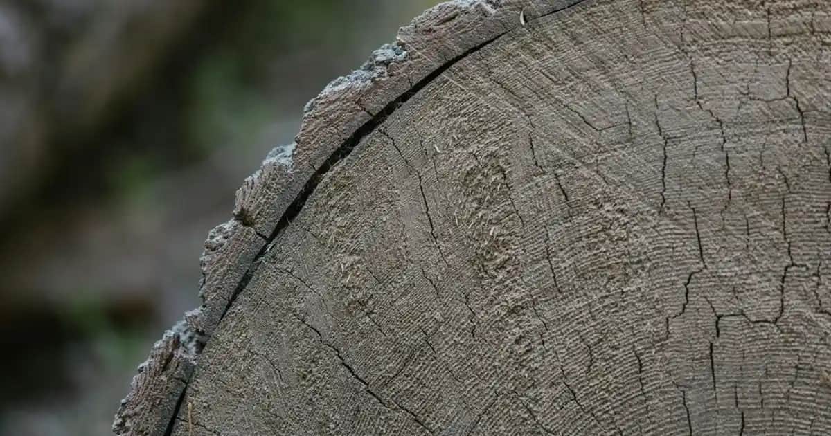 Kepek Önleyici Şampuan Seçenekleri ve Saç Sağlığını Koruma Yöntemleri