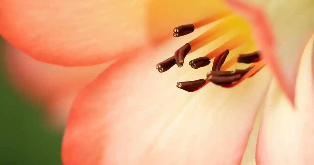 Kıl Fırça Maskara Kullanımı ve Kirpiklere Doğal Hacim Kazandırma Yöntemleri