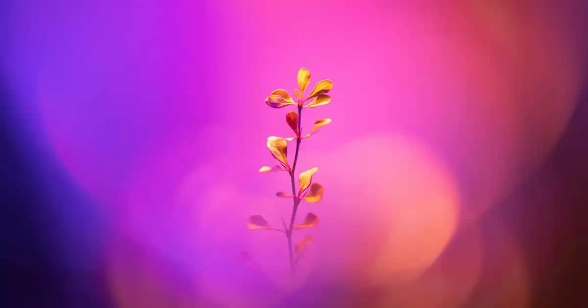 Kına Nedir? Cilt Bakımında Kullanımı ve Faydaları Hakkında Detaylı Bilgi