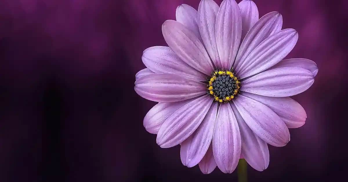 Kozmetik ve Günlük Hayatta Çamaşır İpi Kullanımı ve Seçim Kriterleri
