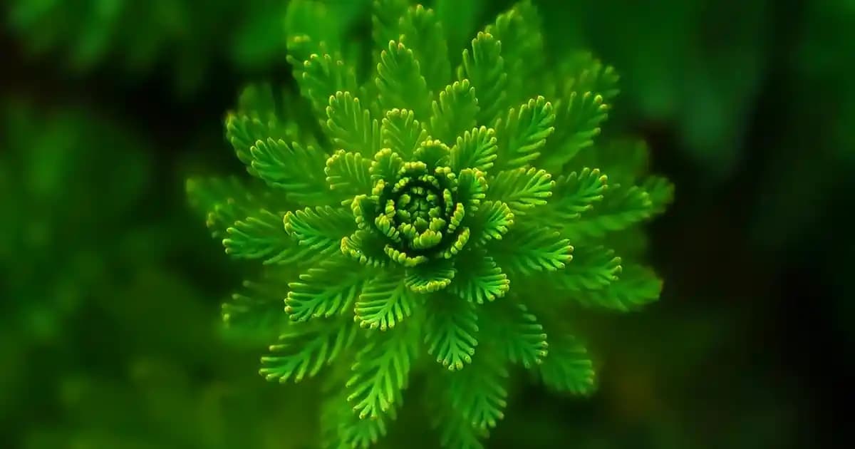 Kumral Saç Rengi ve Tonlarıyla Doğal ve Şık Bir Görünüm Rehberi