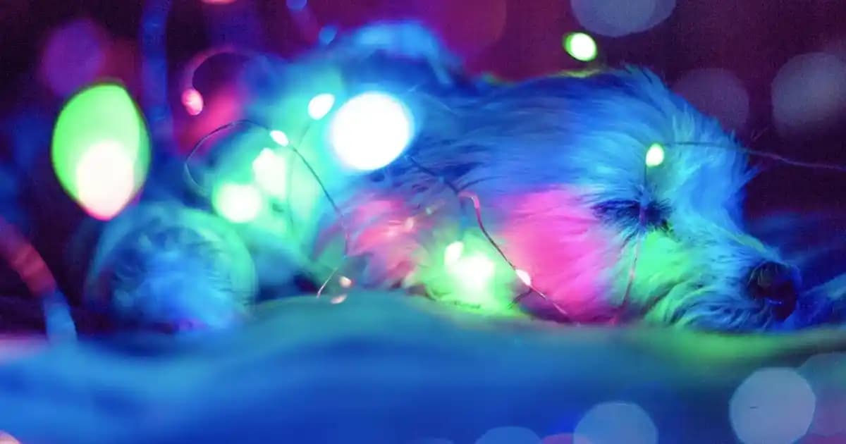 L'Oreal Infaillible Kapatıcılar: Uzun Süre Dayanıklı ve Doğal Görünüm Sağlayan Ürünler