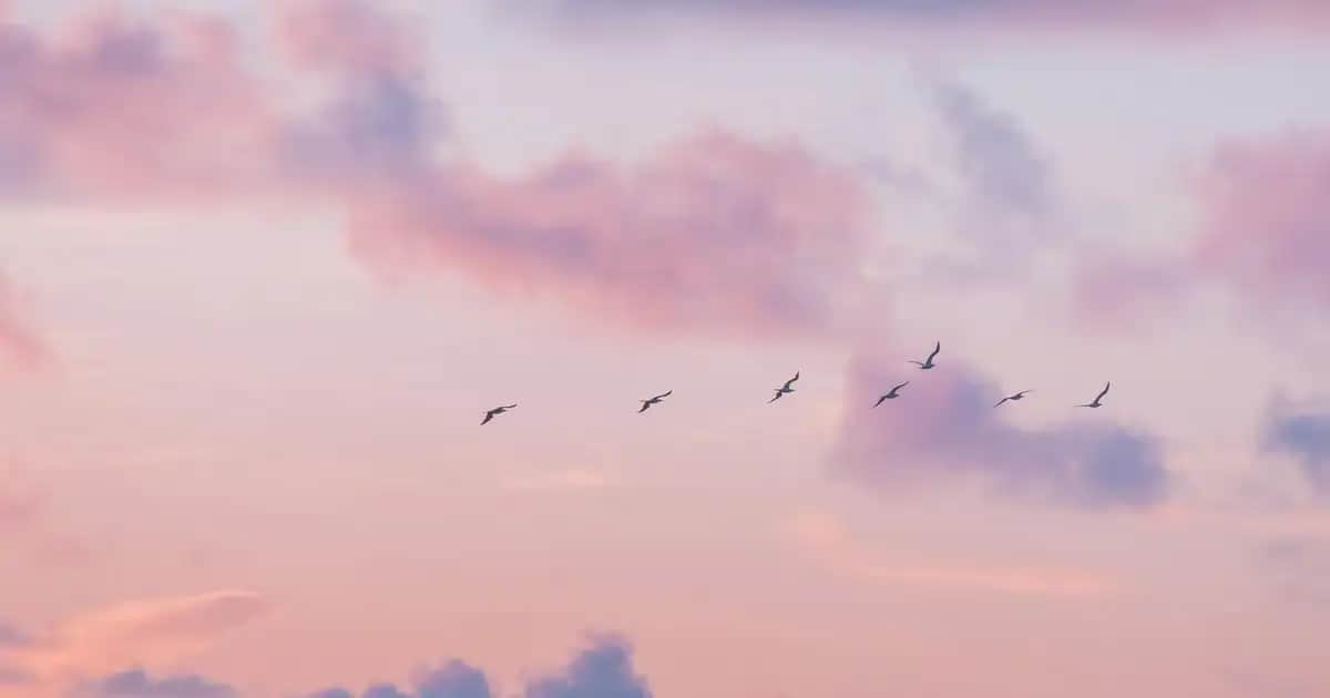 Le Petit Marseillais 650 ml Doğal ve Ferahlatıcı Duş Jeli ile Günlük Bakım Deneyimi