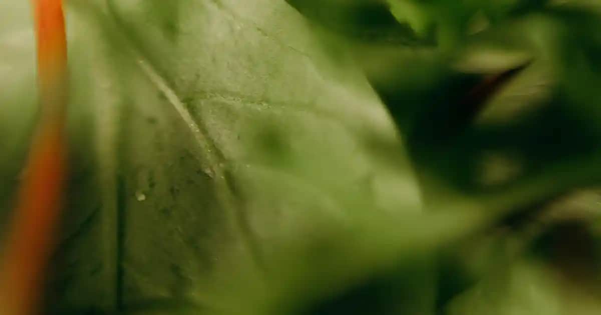 Morfose Saç Yağı: Doğal İçeriklerle Saç Sağlığını Koruyan Etkili Bakım Ürünü