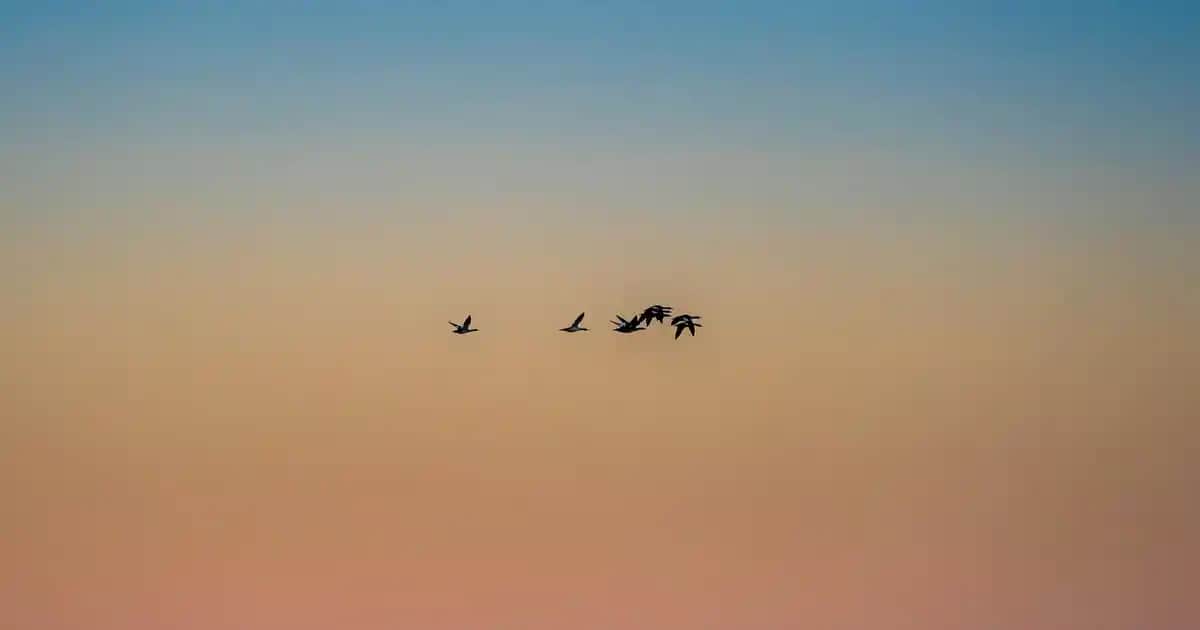 Mustela Göğüs Ucu Kremi: Doğal ve Güvenilir Çözümle Emzirme Sürecinizi Destekleyin