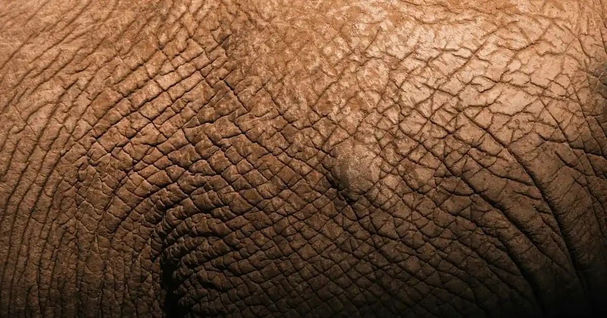 Mustela Nedir: Doğal ve Güvenli Cilt Bakımında Uzman Marka Özellikleri ve Ürünleri