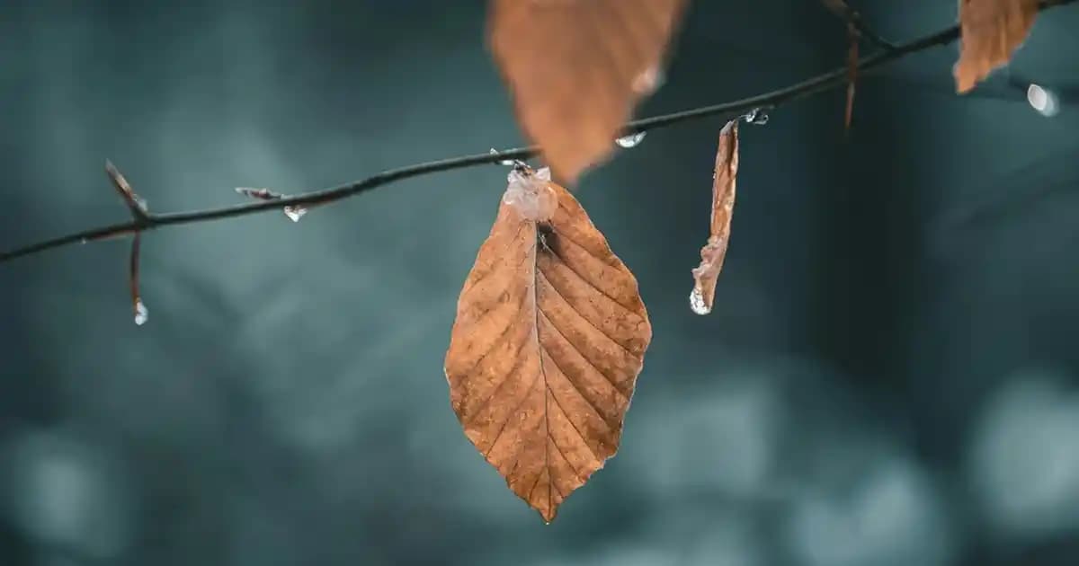 Narciso Poudrée Kadınlar İçin Zarif ve Kalıcı Odunsu Çiçeksi Misk Parfümü