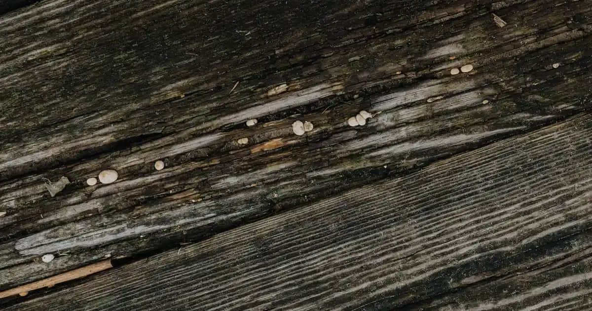 Nemlendirme Ürünleri ve Cilt Bakımında Moisture Surge'un Önemi