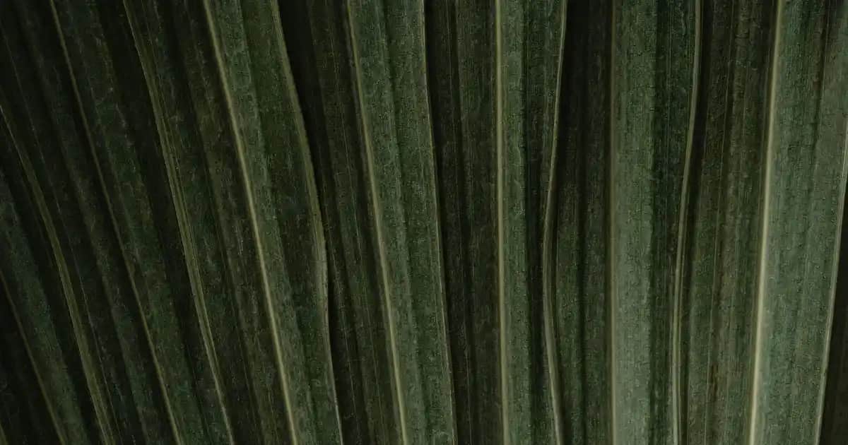 Niacinamide Nedir En Saf Formuyla Cilt Sağlığını Güçlendiren Aktif Madde