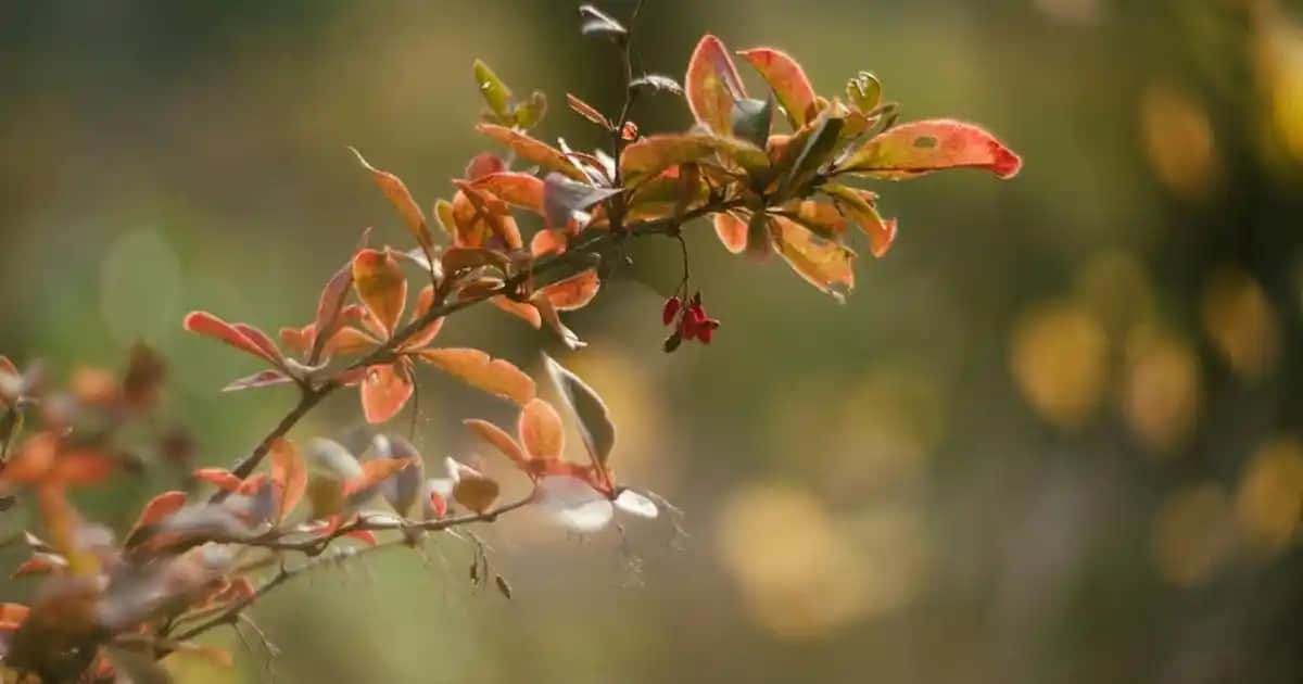 Nutraxin Magnezyum Kompleksi: Faydaları, Kullanıcı Yorumları ve Sağlık Üzerindeki Etkileri