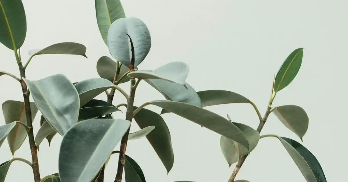 Nutraxin Saw Palmetto'nun Kozmetik ve Sağlık Alanındaki Faydaları ve Kullanım Avantajları