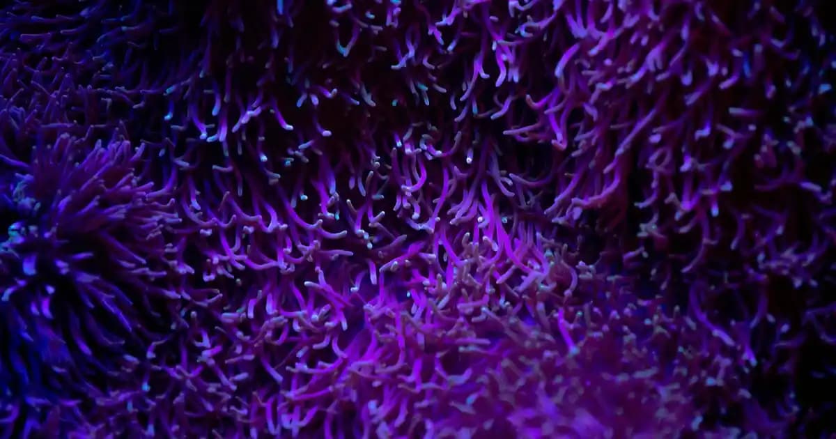 2025'te Ocean D Vitamini ile Sağlığınızda Devrim Yaratın