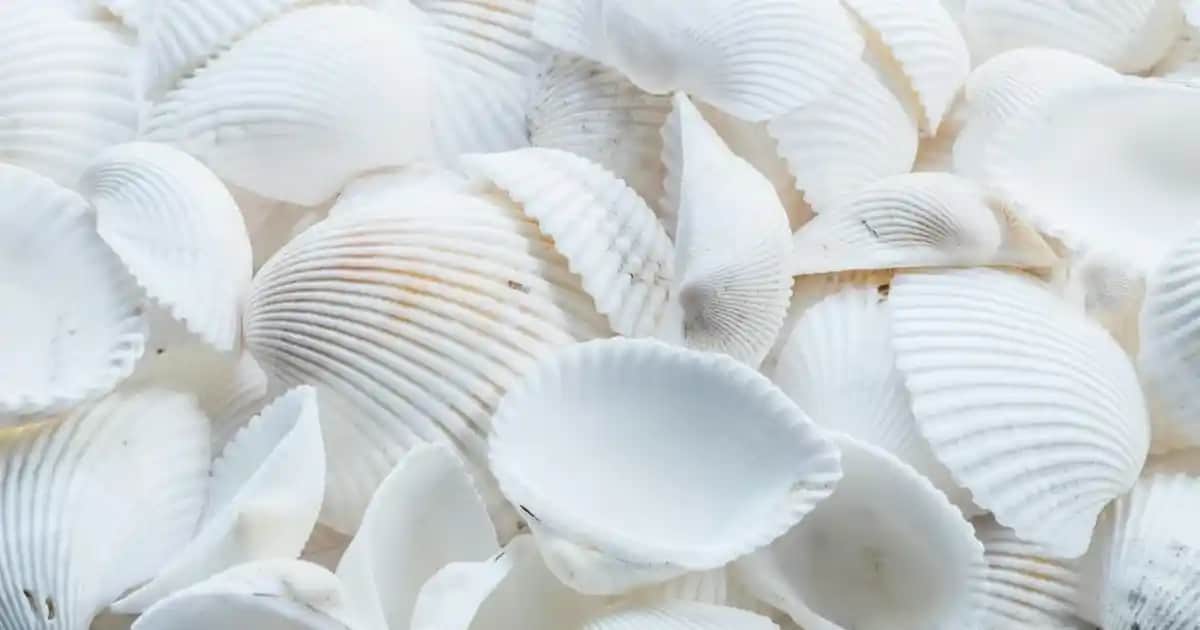 Ocean Melatonin Kullanıcı Deneyimleri ve Bilinmesi Gerekenler Hakkında Detaylı Bilgi