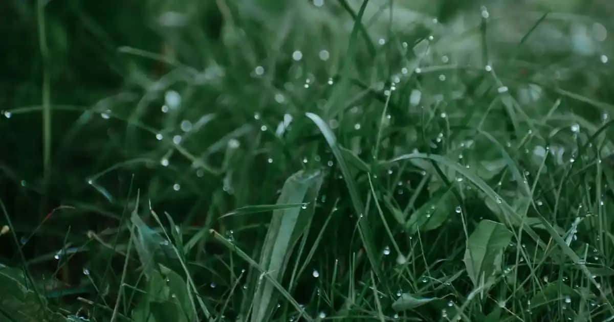 Old Spice Erkek Parfüm Koleksiyonu ve Kokuların Özellikleri Hakkında Bilgi