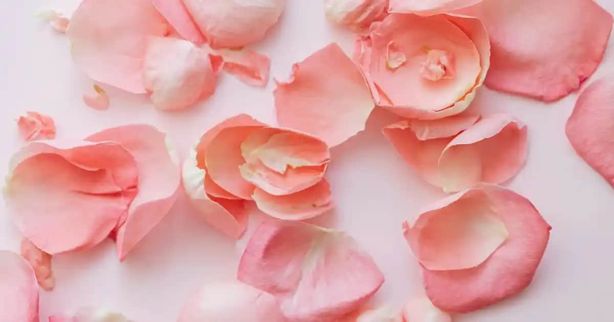 Omega Yağ Asitlerinin Kozmetik ve Cilt Sağlığındaki Rolü ve Faydaları