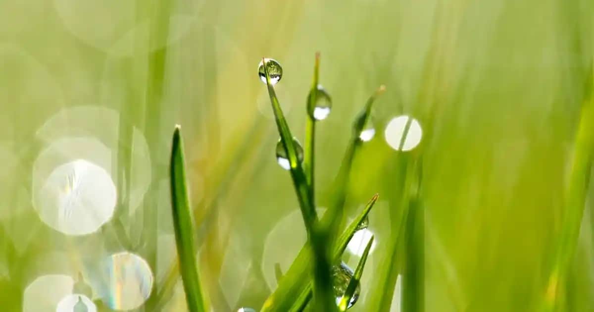 One Drops Pastil Kullanımı ve Faydaları: Doğru Kullanım Yöntemleri ve Sağlık Avantajları