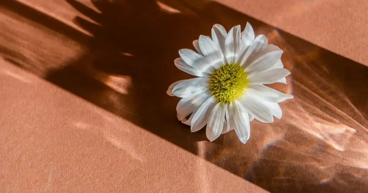 Palette Kumral Saç Boyası ile Doğal ve Şık Görünüm Elde Etmenin Yolları