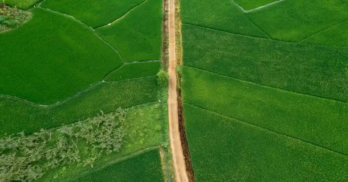 2025'te Penivagi Tüy Dökücü Serumu: Gerçek Etki ve Güvenilirlik Sırları