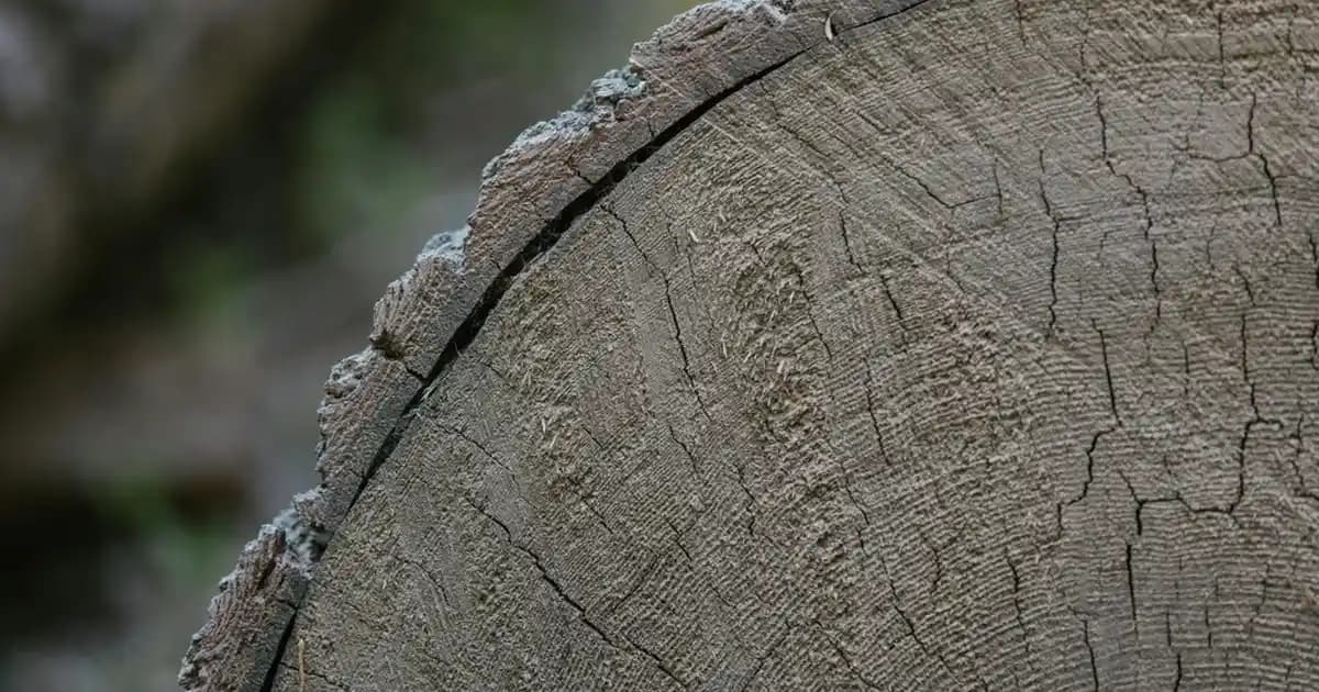 Pomacaps Nedir ve Cilt Sağlığı ile Güzellik Üzerindeki Etkileri Nelerdir