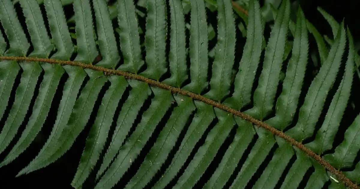 Probiyotiklerin Kozmetik Sektöründeki Yeri ve Cilt Sağlığına Katkıları