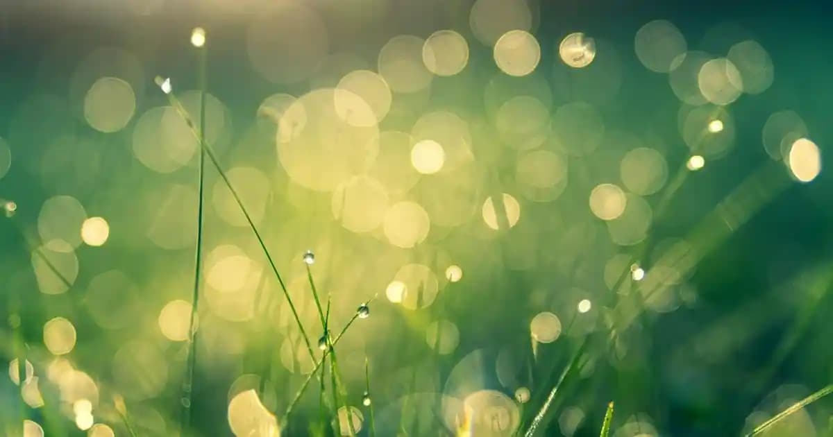 Procsin AHA BHA Serumu: Cilt Yenileme ve Temizleme İçin Güçlü Formülasyon