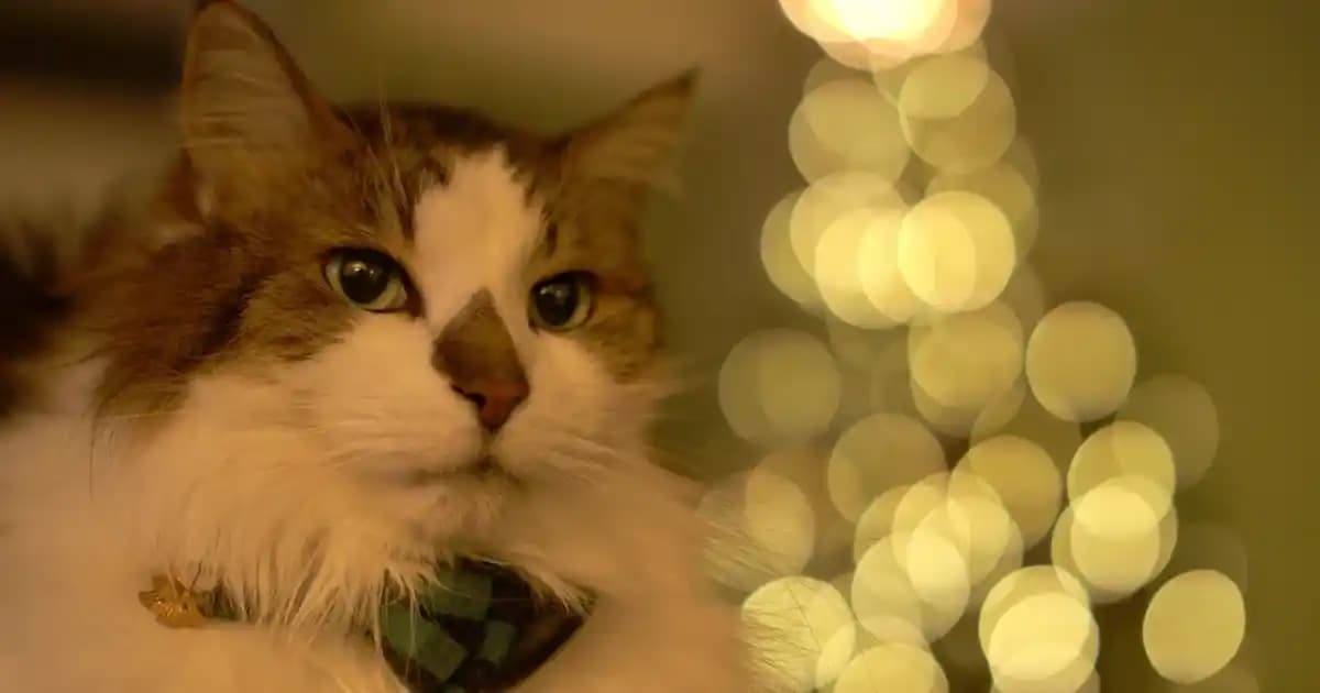 Saç Sağlığını Destekleyen Saç Hapları ve Doğru Kullanım İpuçları