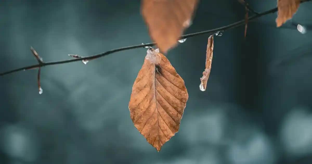 Saç Wax Nedir? Saç Şekillendirme ve Bakımında Kullanım Rehberi