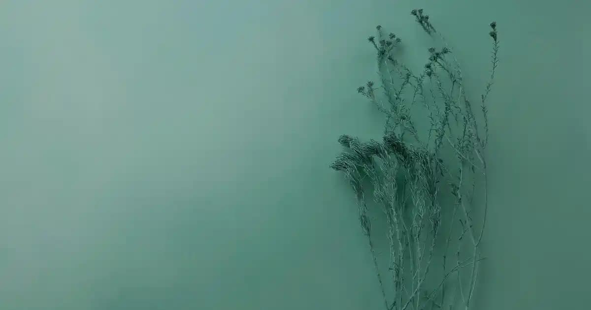 2025'te Sally Hansen Tüy Sarartıcı ile Doğal Güzelliğinizi Keşfedin