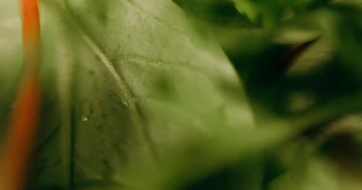 Schwarzkopf Saç Bakım Kremi: Güçlü ve Sağlıklı Saçlar İçin En İyi Çözümler