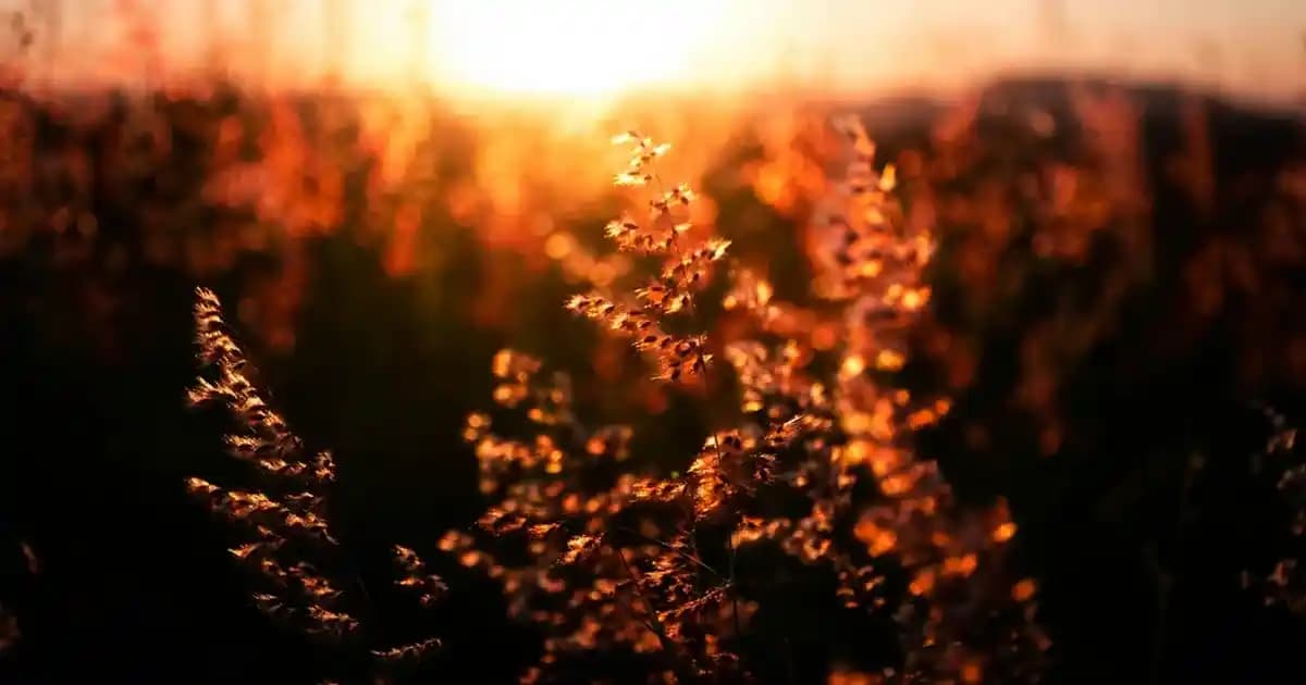 Sıvı Saç Bakım Kremi Kullanımı ve En Etkili Uygulama Yöntemleri