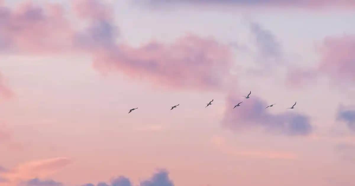 Suda Collagen Multiform 1-2-3 Nedir ve Cilt ile Eklem Sağlığına Nasıl Fayda sağlar