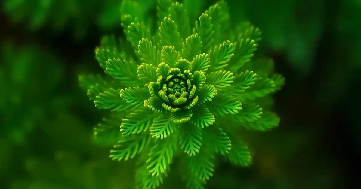 Supradyn Muadili ve Alternatifleri: Güvenilir ve Uygun Fiyatlı Takviye Seçenekleri