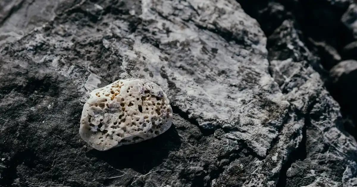 Süt Devedikeni ve Silimarin İçeren Kozmetik Ürünlerinin Güzellikteki Rolü