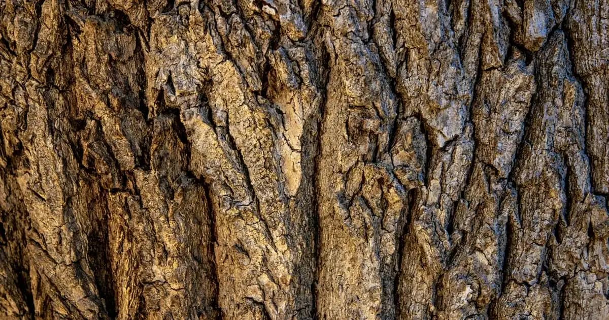 SVR Gel Moussant ile Nazik ve Etkili Cilt Temizliği İçin Profesyonel Çözüm