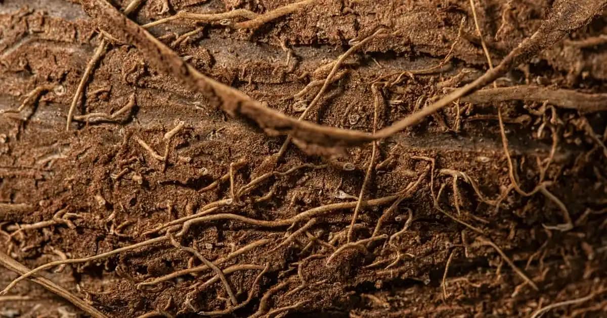 Tüy Dökücü Krem Nedir ve Güvenli Kullanım İpuçlarıyla Pürüzsüz Cilt Sağlama