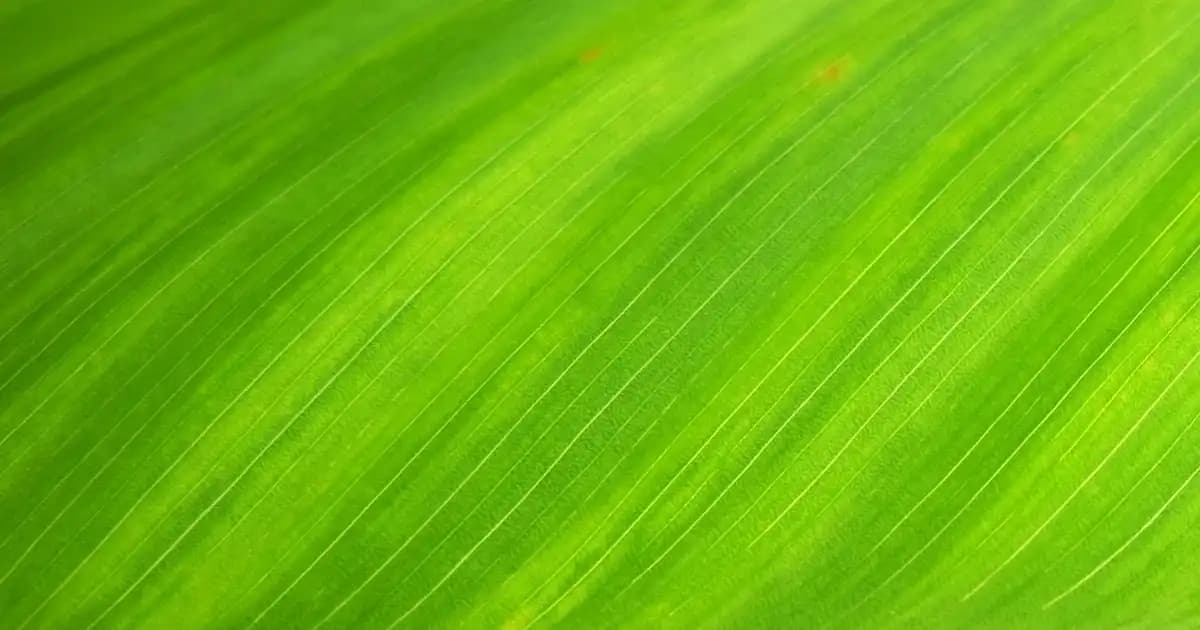 Urban Care Kıvırcık Saç Köpükleri ile Buklelerinizi Uzun Süre Koruyun