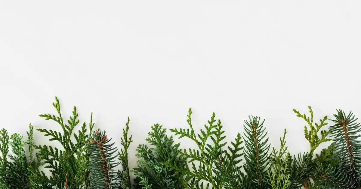 2025'te Vazelin ve Sivilceler: Bilmeniz Gereken 5 Kritik Gerçek