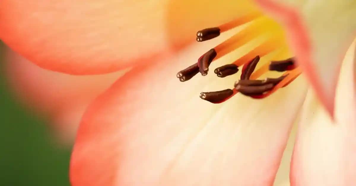 Yeşil Kapatıcı Nedir ve Doğru Kullanım Yöntemleri ile Kusursuz Makyaj