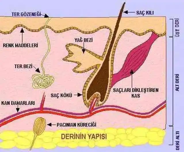 Saç Derisi ve Yüz Derisi Arasındaki Yapısal ve Fonksiyonel Farklılıklar ve Bakım İpuçları