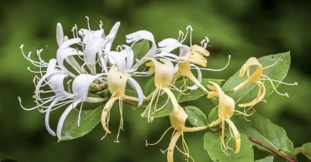 Hanımeli ve Yasemin Kokusu İçeren Yazlık Parfüm Önerileri ve Performans Analizi