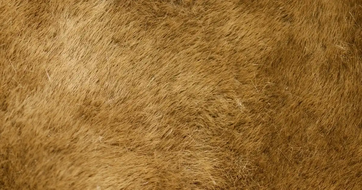 4 Yapraklı Yonca Kolye ve Mıknatıslı Tasarımların Moda ve Anlamdaki Yeri